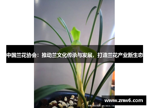 中国兰花协会：推动兰文化传承与发展，打造兰花产业新生态